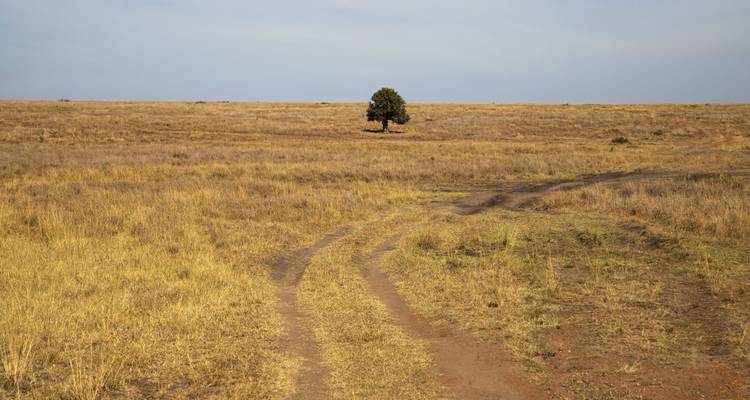 Arbre clairsemé dans une savane sèche.
