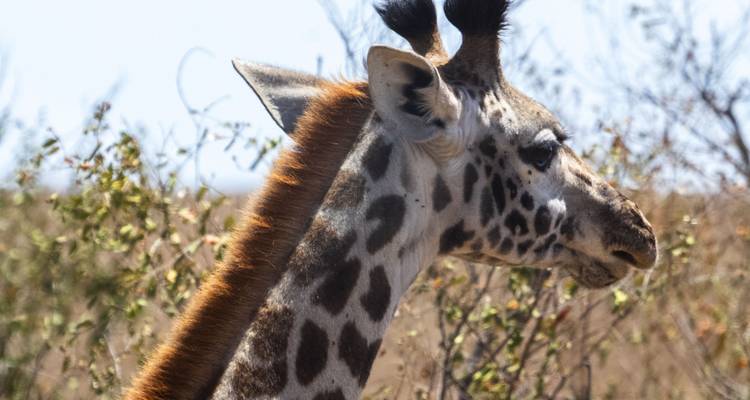 Giraffe standing with foliage in the background.