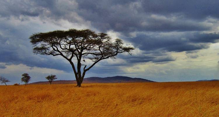 Paisaje de sabana con un árbol de acacia bajo un cielo nublado.