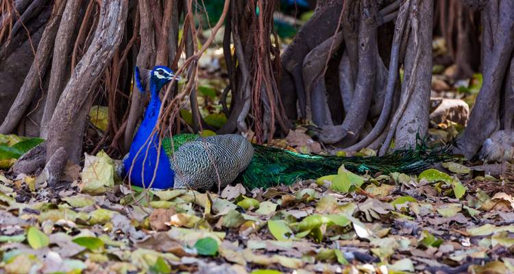 Un pavo real descansando bajo las raíces de un árbol.