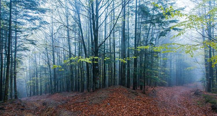 Mist-covered forest in early morning light.