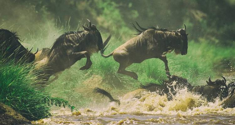 Wildebeest leaping across a river during migration