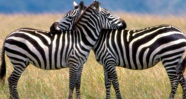 7 Days Adventure Safaris in Kenya - Claudious Tours and Safaris