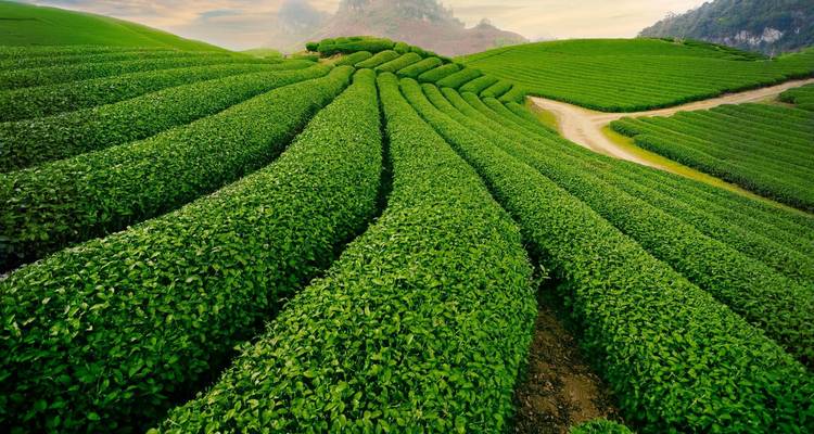 Lush green tea plantations with mountains in the background.