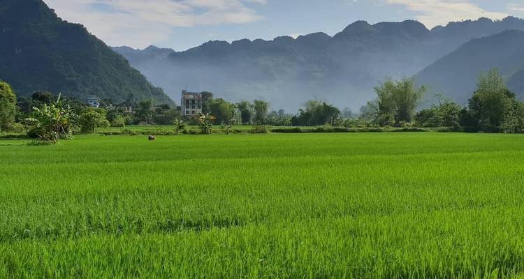 Weitläufige grüne Reisfelder mit Bergen im Hintergrund.