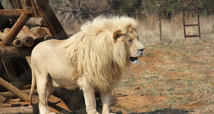 Un león majestuoso de pie con una cerca y troncos en el fondo.