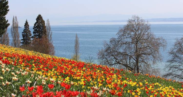 Campo inclinado de tulipanes coloridos con vista a un lago azul sereno y montañas a lo lejos