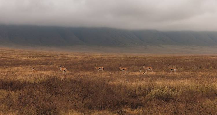 Un petit troupeau de gazelles se déplace à travers une vaste plaine brune sous de bas nuages brumeux et des parois de cratère lointaines.