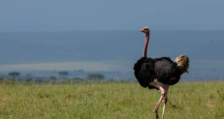 Un avestruz solitario camina a grandes pasos por las llanuras abiertas bajo un cielo africano brumoso.