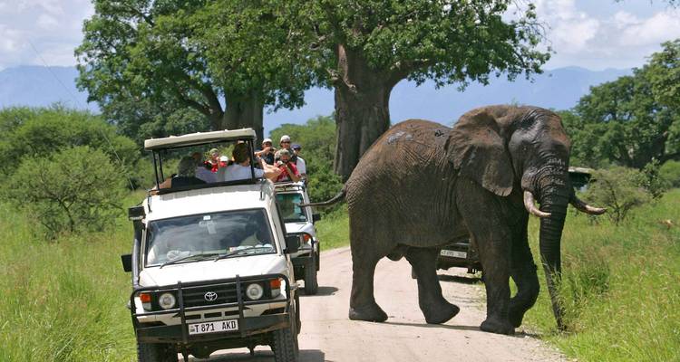 Elefante cruzando un camino de tierra con vehículos de safari cerca.