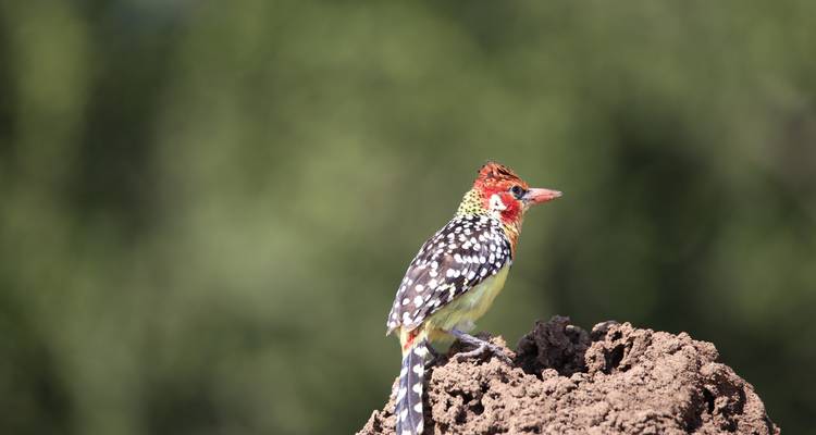 Un oiseau coloré perché sur un rocher.