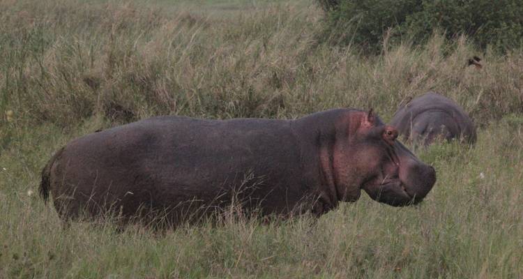 Un hippopotame debout dans les hautes herbes d'un champ.