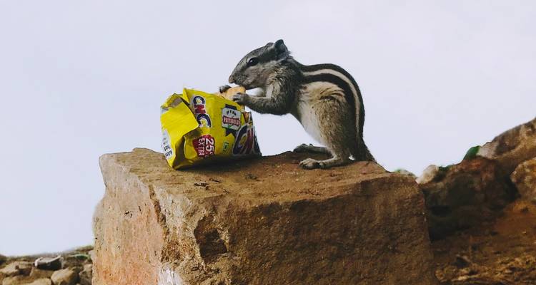 Ardilla sentada en una roca con un paquete de aperitivos.