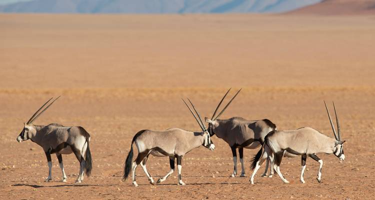 Vier oryxen met lange rechte hoorns lopen over een vlakke woestijnvlakte.