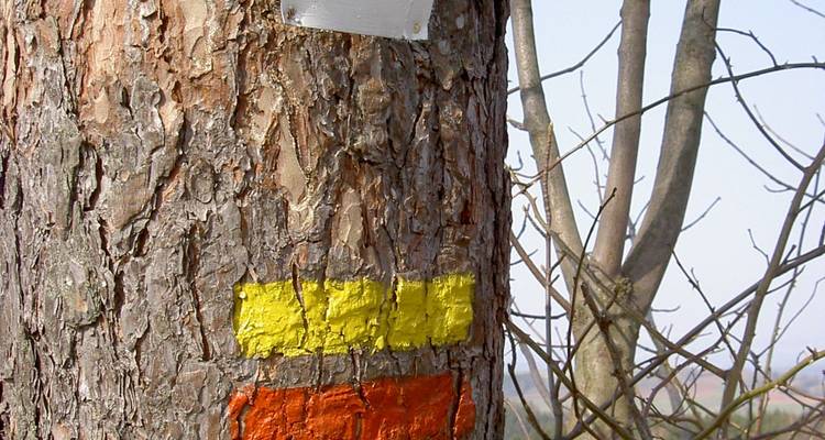 Tree trunk with painted trail markers.