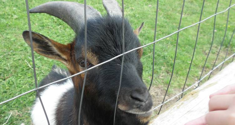 Nahaufnahme einer Ziege hinter einem Zaun.