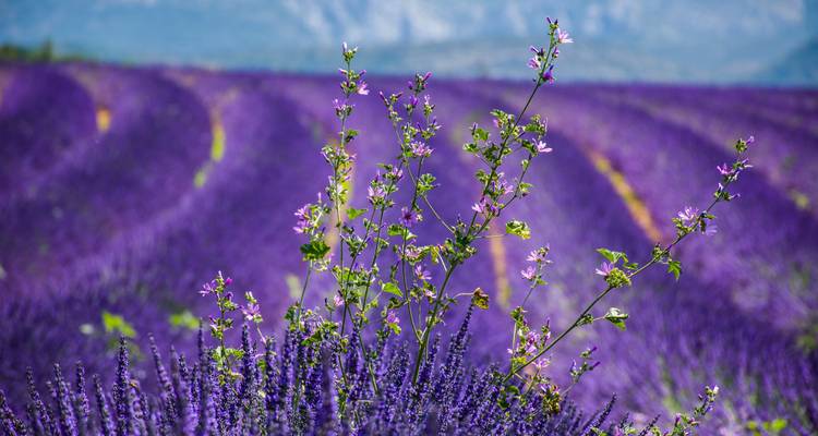 Gros plan de lavande en fleurs avec des montagnes en arrière-plan.