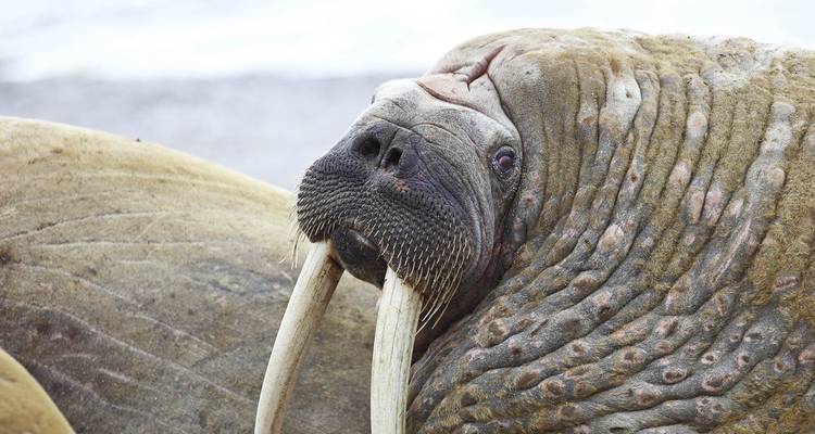 Across the Arctic Circle with Scandinavian Highlights 20 Days - Scenic Luxury Cruises & Tours