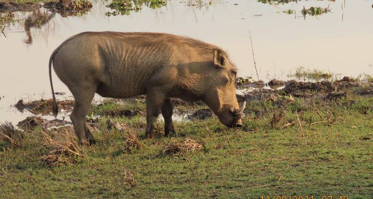 Ein Warzenschwein, das in der Wildnis an einem Gewässer grast.