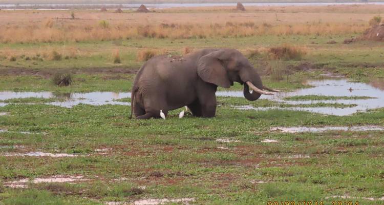 Elefant steht in einer sumpfigen Landschaft.