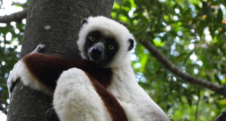 Primer plano de un lémur agarrado a un árbol con un fondo de bosque denso.