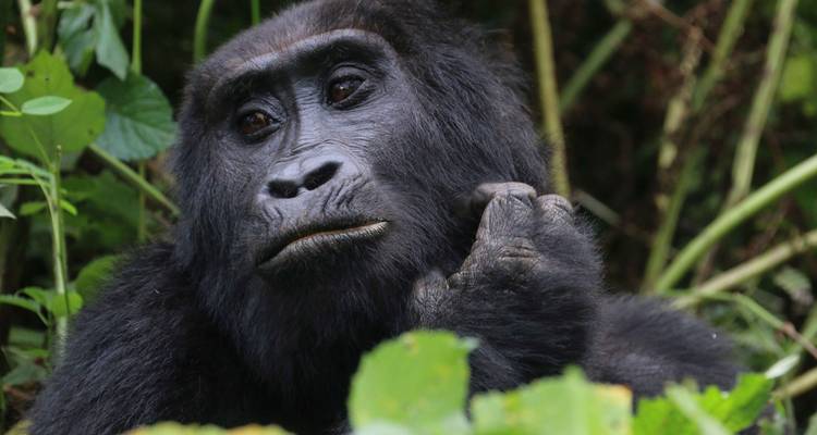 10 Days Adventuring the Primates and Wildlife of Uganda - Private tour for 2 person - Shoebill Safaris
