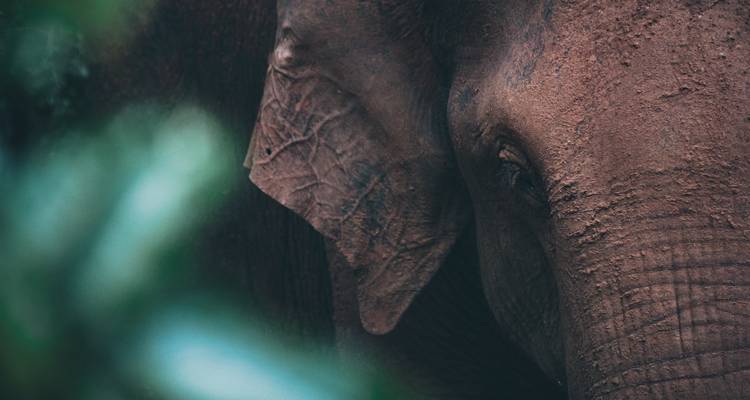 Primer plano de un elefante parcialmente oculto por el follaje.