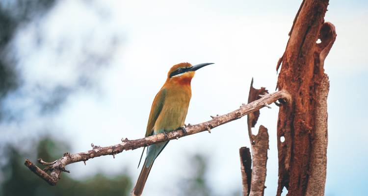 Pájaro colorido posado en una rama contra un cielo despejado.