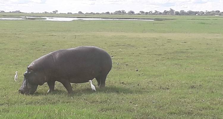 Un hipopótamo pastando en un campo de hierba con pájaros alrededor.