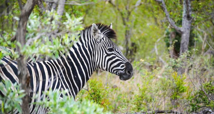 Zebra, das durch das Laub im Wald blickt.