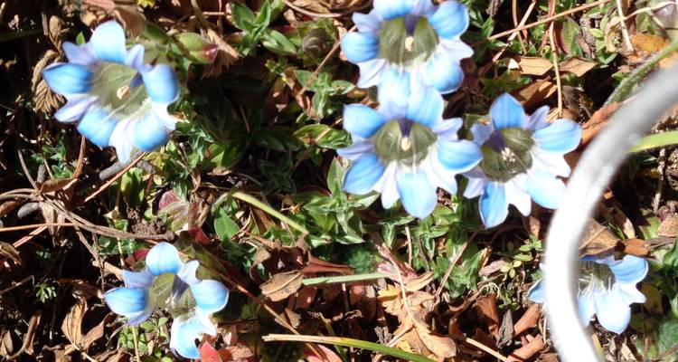 Nahaufnahme von blauen Blumen auf dem Boden.