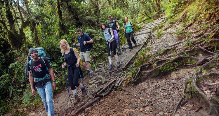 A group of trekkers hikes along a forest trail with exposed roots and lush greenery