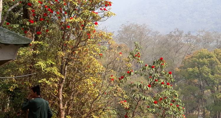 Hillside with blooming red rhododendron trees and a lone person looking out