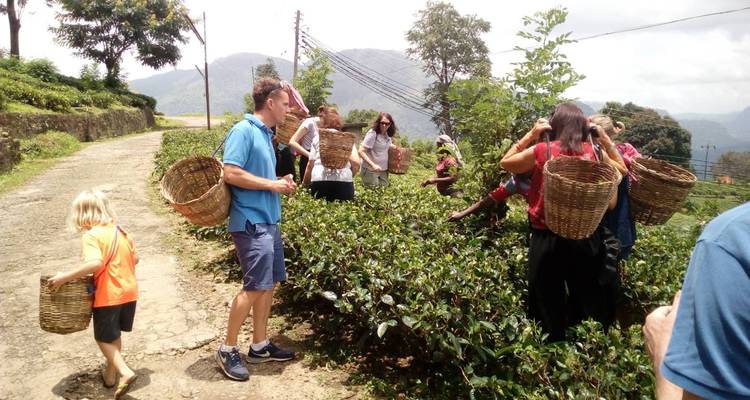 Touristen, die an der Teeblattersnte in einem Plantagengebiet teilnehmen.