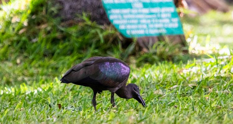 Close-up van een donkere, iriserend gekleurde vogel die voedsel zoekt op felgroen gras in een park