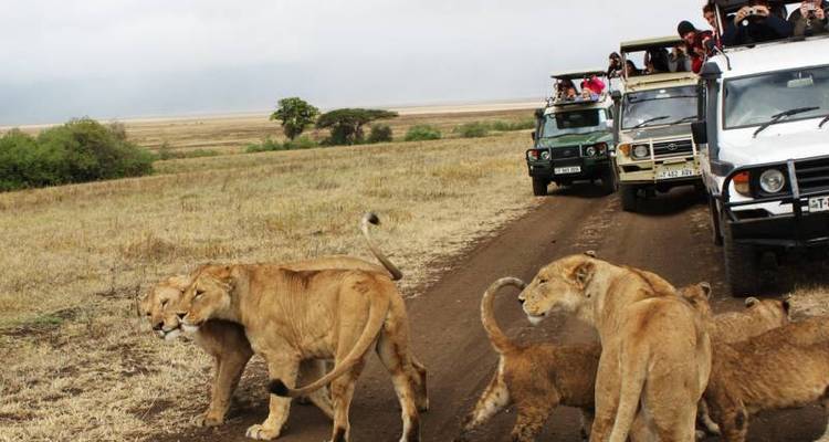 4 Days Amazing Kenya Safari - East Africa Safari Bookers