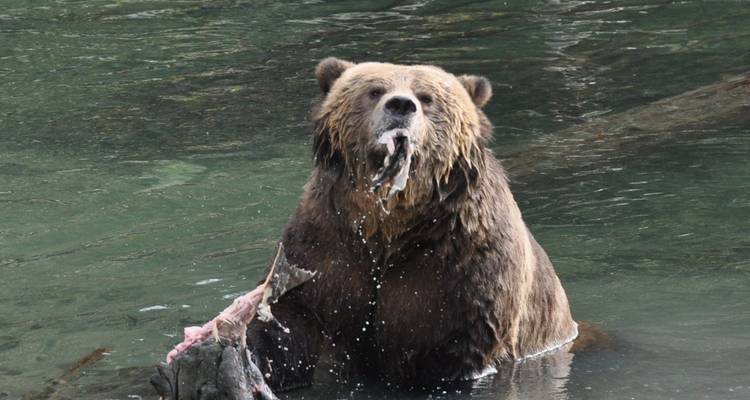 Grizzlies of Toba Inlet - 5 Days - Pacific Coastal Cruises & Tours