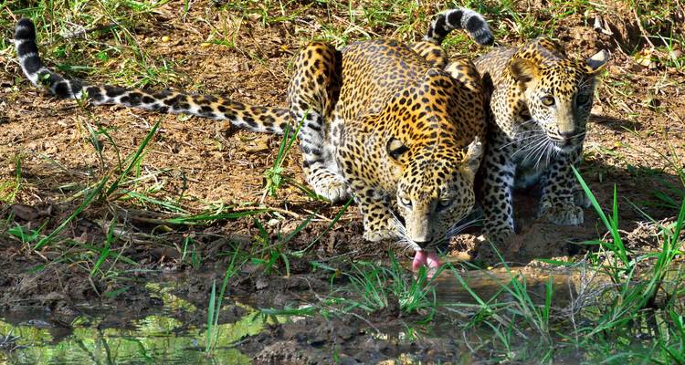 Two leopards drinking water by a riverbank.