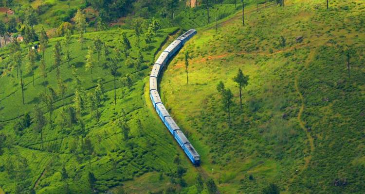 Train traveling through lush green tea plantations.