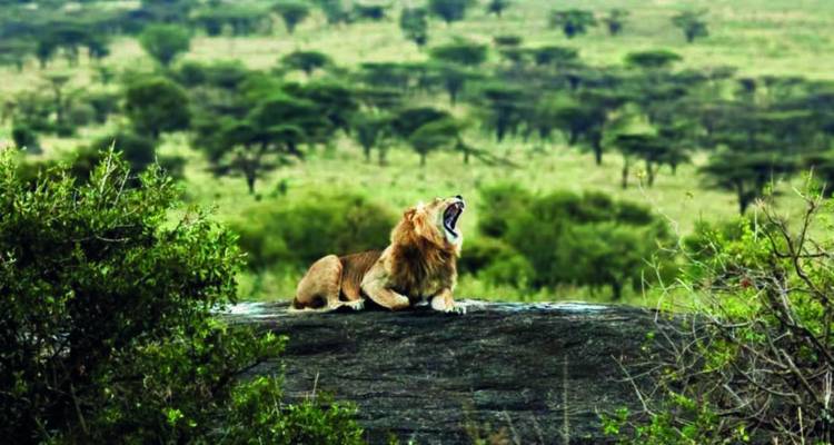 29 Day East African Explorer 2019-20 (Pretoria, Hazyview, Bulawayo, Livingstone , South Luangwa, Iringato, Serengeti National Park, Ngorongoro Crater) - Topdeck
