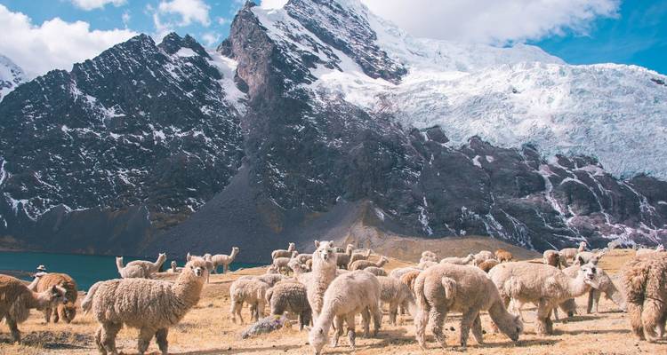 A herd of alpacas in front of a snowy mountain.