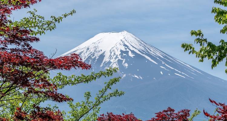Mount Fuji mit schneebedecktem Gipfel, eingerahmt von Bäumen.