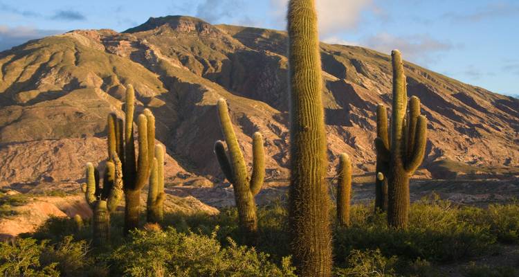 Un grupo de altos cactus columnares en luz dorada con una montaña escarpada elevándose detrás de ellos.