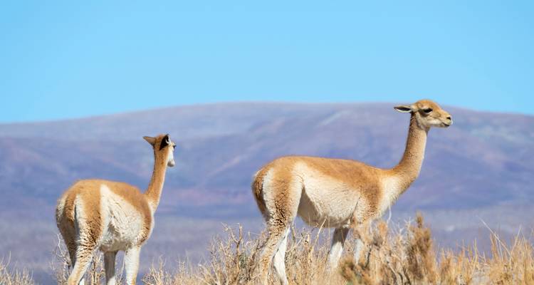 Dos camélidos salvajes parados en pasto seco con colinas desérticas ondulantes de altura y cielo azul al fondo.