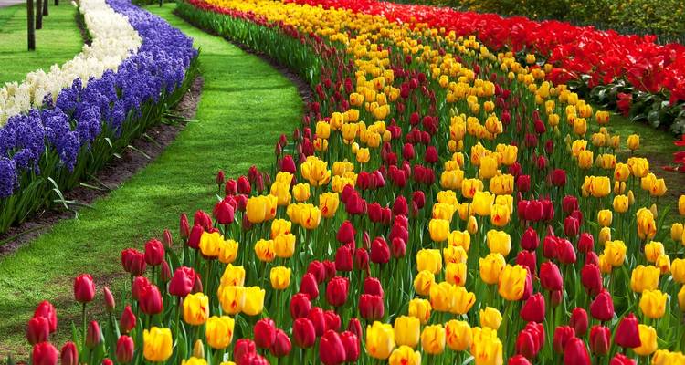Des rangées courbes de tulipes et de jacinthes d'un rouge vibrant, jaune et violet dans un jardin soigneusement entretenu
