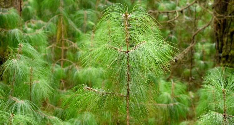 Gros plan d'un jeune plant de conifère entouré de douces aiguilles de pin vertes dans une forêt dense.