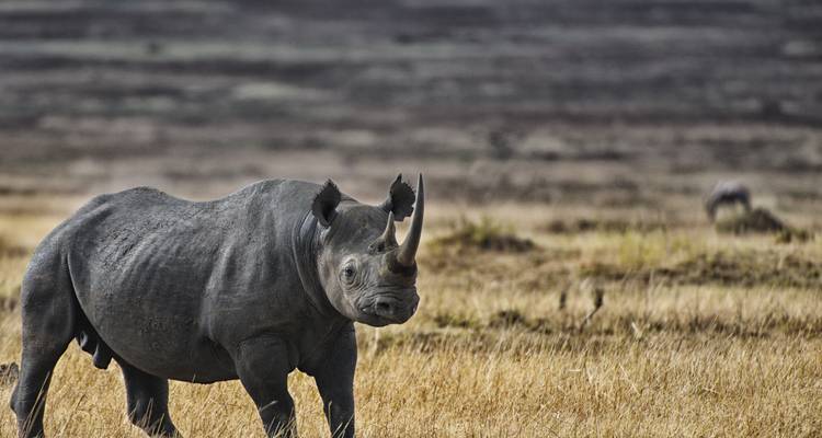 Een neushoorn in open grasland.