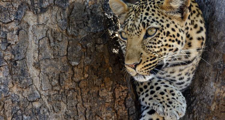 Luipaard die door een boom gluurt.