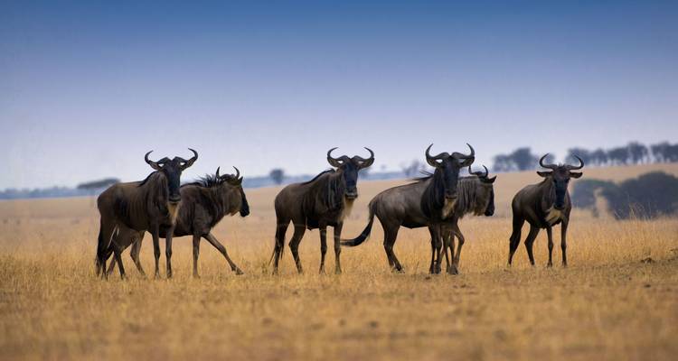 Kudde gnoes in een uitgestrekt savannalandschap.