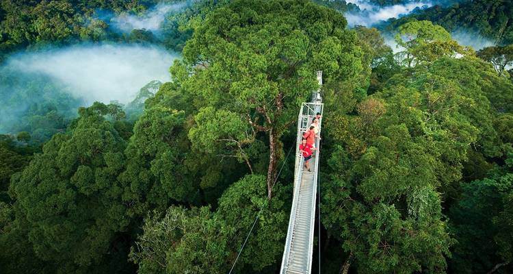 Aventure sur passerelle dans la canopée à travers la forêt.